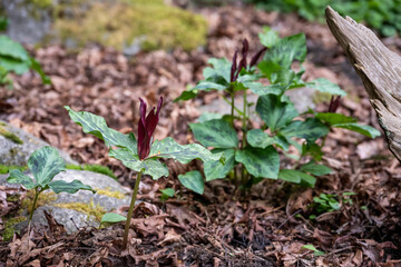 Close up of maroon flower blooming on a Giant Purple Wakerobin plant, a variety of trillium, growing in a woodland garden, as a spring nature background
