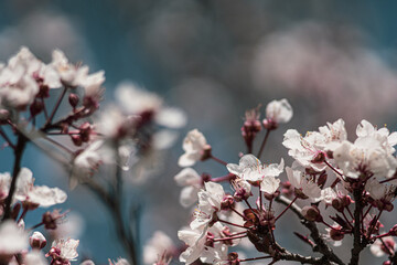 branch of a cherry tree