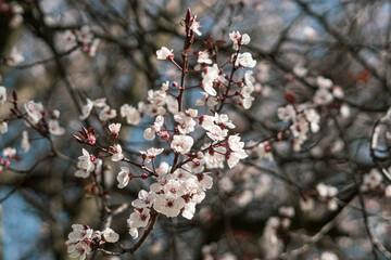 branch of a cherry tree