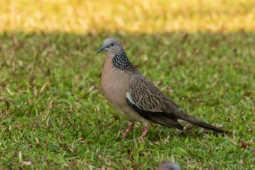 The Spotted Dove (Spilopelia chinensis) is a medium-sized dove characterized by its light brown plumage, black and white spotted collar, and pinkish underparts.