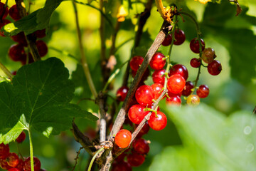 Obraz premium Close up of branch ripe red currant in garden on blurred green leaves background with sunlight. Locally grown organic fresh berries. Home gardening cottegecore life