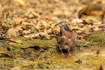 The Spotted Dove (Spilopelia chinensis) is a medium-sized dove characterized by its light brown plumage, black and white spotted collar, and pinkish underparts.
