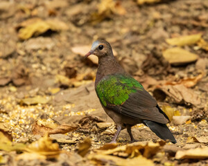 The Common Emerald Dove (Chalcophaps indica) is a small to medium-sized dove with striking emerald-green wings, a chestnut-brown body, and a pale grey head. It has a bright red bill and legs.