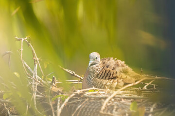The Zebra Dove (Geopelia striata) is a small dove with a slender body, characterized by its distinct black-and-white barring on the neck, chest, and belly. It has a blue-grey face.