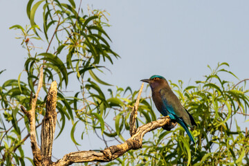 The Indochinese Roller (Coracias affinis) is a medium-sized bird with vibrant blue and turquoise plumage, a brownish head, and a sturdy black bill. Its wings are bright blue with dark blue tips.