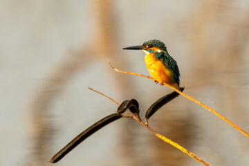 The Common Kingfisher (Alcedo atthis) is a small, vibrant bird characterized by its bright blue and orange plumage. It has a long, sharp bill and is often seen perched near water bodies.