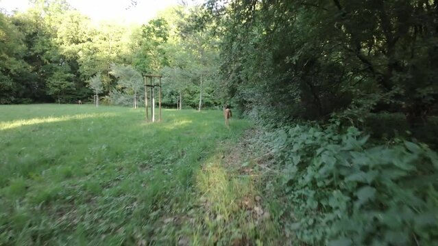 A beautiful brown deer is running through a lush green forest. The deer is in full stride, and its antlers are gleaming in the sunlight. The forest is dense, and the trees are tall and majestic. The