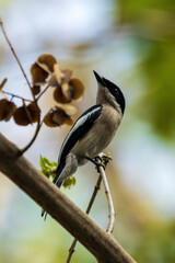The Bar-winged Flycatcher-shrike (Hemipus picatus) is a small passerine bird with distinctive black and white plumage, characterized by a prominent white bar on its wings. 