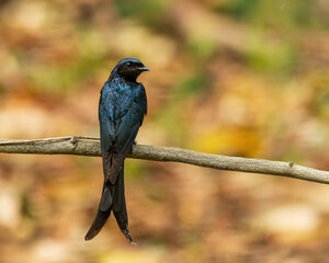 The Black Drongo (Dicrurus macrocercus) is a medium-sized bird with glossy black plumage, a deeply forked tail, and bright red eyes. 