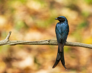 The Black Drongo (Dicrurus macrocercus) is a medium-sized bird with glossy black plumage, a deeply forked tail, and bright red eyes. 