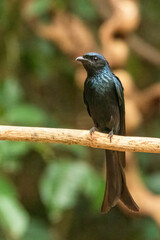 The Black Drongo (Dicrurus macrocercus) is a medium-sized bird with glossy black plumage, a deeply forked tail, and bright red eyes. 