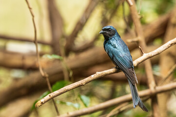 The Black Drongo (Dicrurus macrocercus) is a medium-sized bird with glossy black plumage, a deeply...