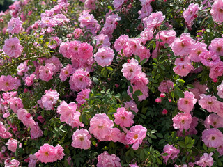 Obraz premium Profuse of pink roses flowers in the garden