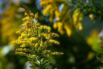 セイタカアワダチソウの咲く秋の森林公園