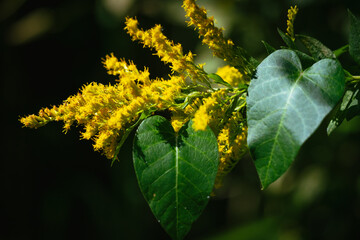 セイタカアワダチソウの咲く秋の森林公園