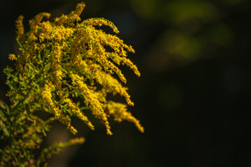 セイタカアワダチソウの咲く秋の森林公園