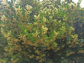 flowers in a flowerbed in summer - close-up