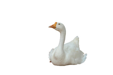 Beautiful American pekin isolated on transparent background png file
