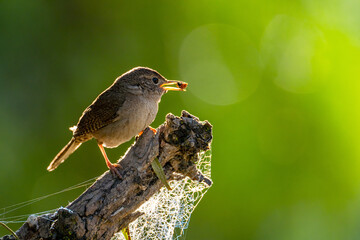 House Wren (Troglodytes aedon) sitting on a tree