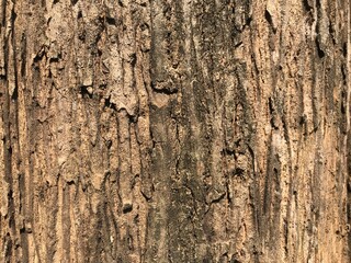 teak tree bark which has an attractive texture and good color