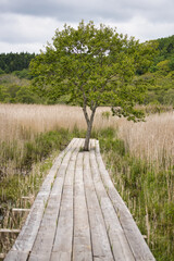 Fototapeta premium Hokkaido,Japan - June 6, 2024: Yachibouzu Boardwalk at Kiritappu Wetland in Hokkaido