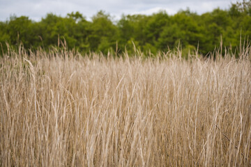 Hokkaido,Japan - June 6, 2024: Yachibouzu Boardwalk at Kiritappu Wetland in Hokkaido