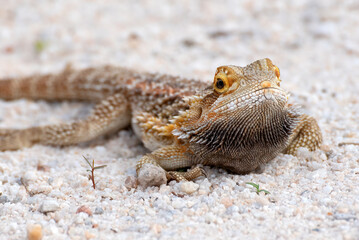 Portrait of a  bearded dragon