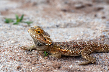 Portrait of a  bearded dragon