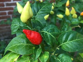 chili trees that bear abundant fruit