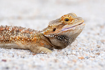 Portrait of a  bearded dragon