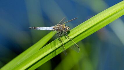 eine Libelle auf einem Grashalm