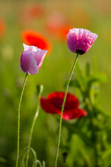 eine Mohnblume auf einer Wiese