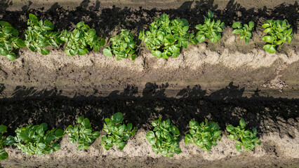 Aerial view of vibrant green lettuce plants growing in neatly organized rows on a fertile farm field.