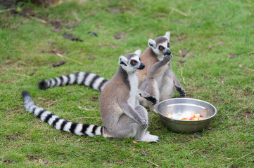 Two ring-tailed lemurs sitting on the grass and eating.