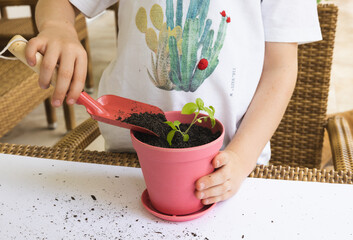 A child planting a small basil plant into a pink plant pot using child size gardening tools