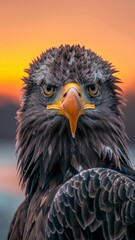 Obraz premium eagle in the sky