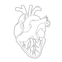Heart Illustration