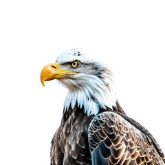 Obraz premium american bald eagle