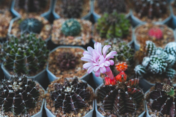 close up pink cactus flower blooming