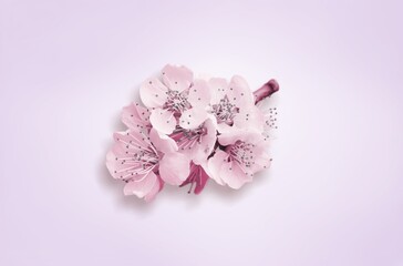 Pink fresh aroma cherry blossom branch
