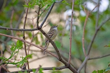 sparrow on a branch