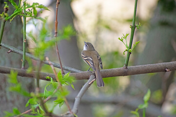 sparrow on a branch