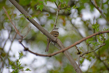 sparrow on a branch