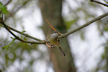 sparrow on a branch