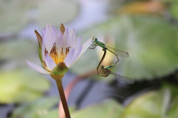 White lotus flowers in Asia