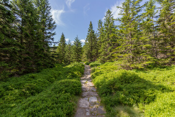 Mountain hiking trail through pine forest in Karkonosze Mountains in Poland
