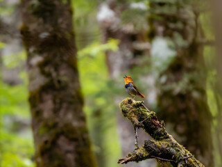 森の中で枯れ木に留まってさえずっているコマドリの雄