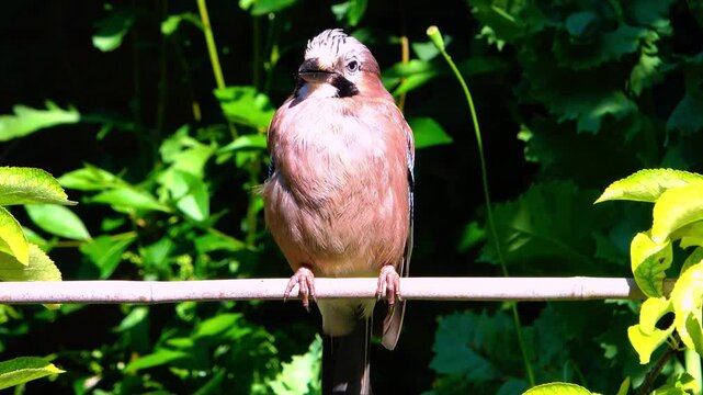 JAY (Garrulus glandarius) in an English Country Garden sitting on a branch.