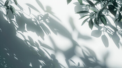 Green leaves shadow on white background with copy space text. This design is perfect for a website, brochure, or presentation about nature, beauty, or serenity.