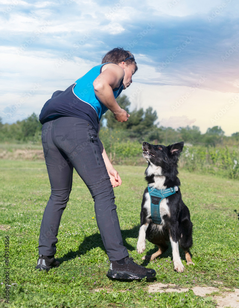 Wall mural obedience training for border collie